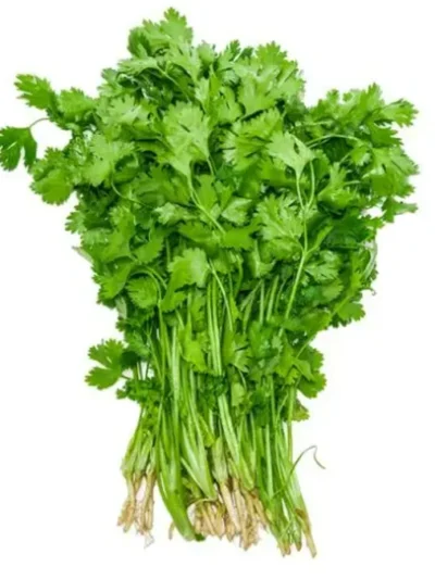Coriander leaves /కొత్తిమీర