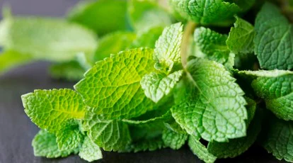 Mint /పుదీనా