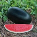 Watermelon 2kg to 3kg